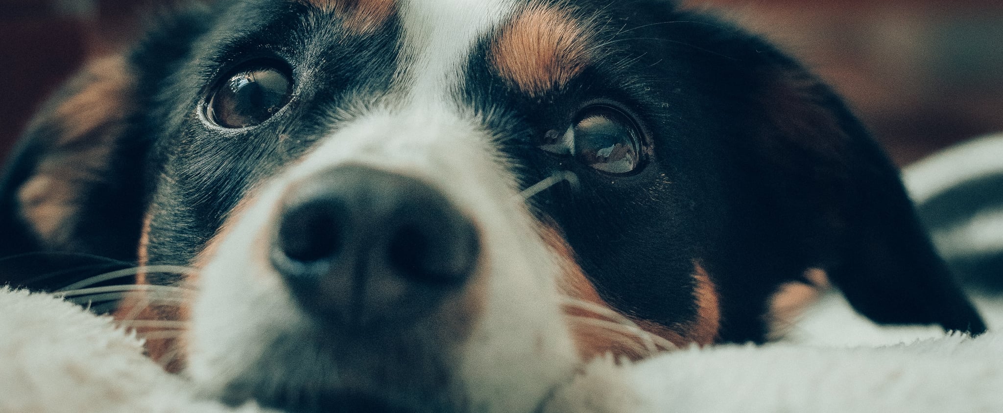 thunder wonder dog treats