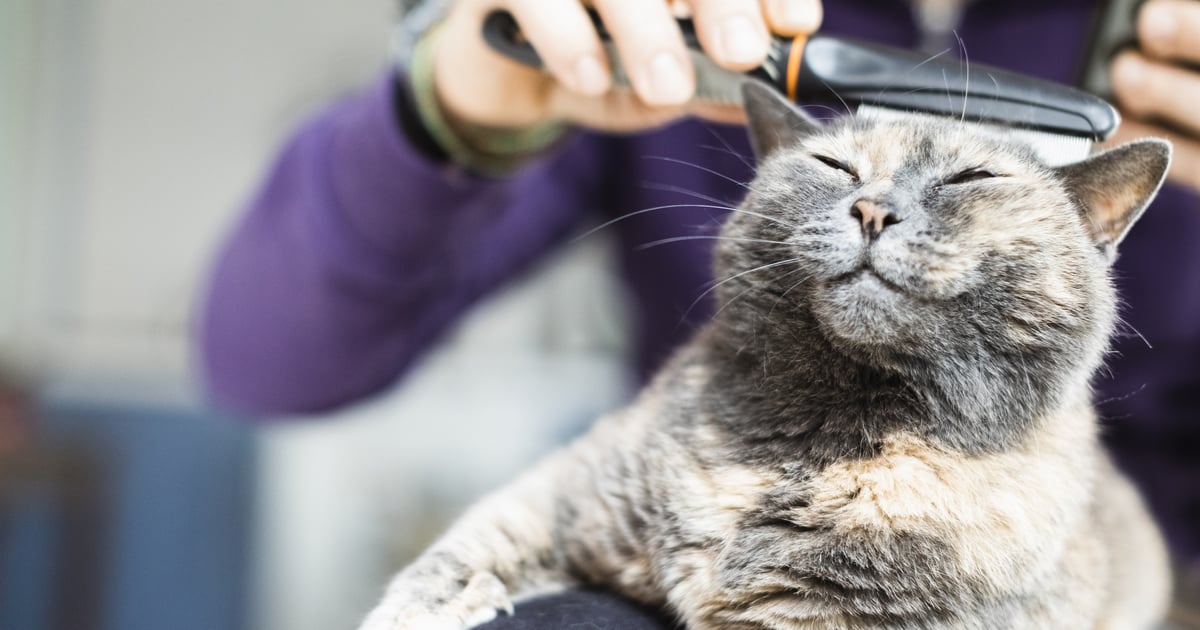 Can Indoor Cats Get Fleas? | POPSUGAR Pets - Vimarsana News
