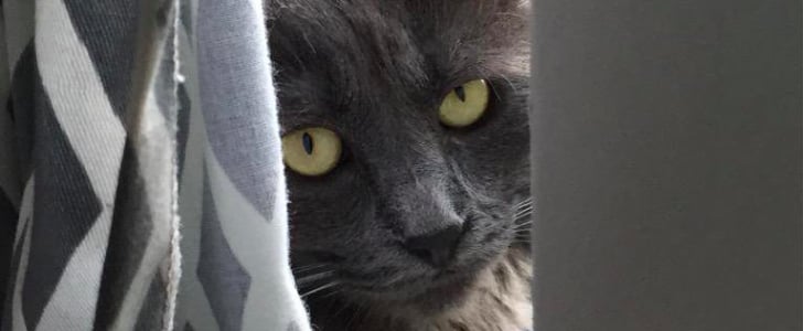 What Happens When a Cat Eats String?