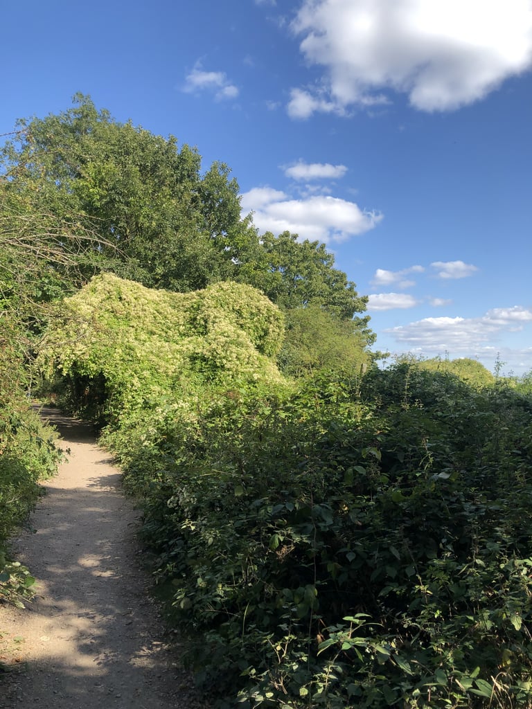 The Parkland Walk (Haringey)