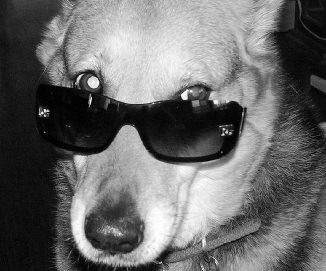 Pictures of Dogs Wearing Sunglasses POPSUGAR Pets
