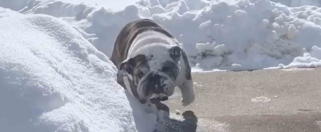 Funny Video of English Bulldog Clearing Snow