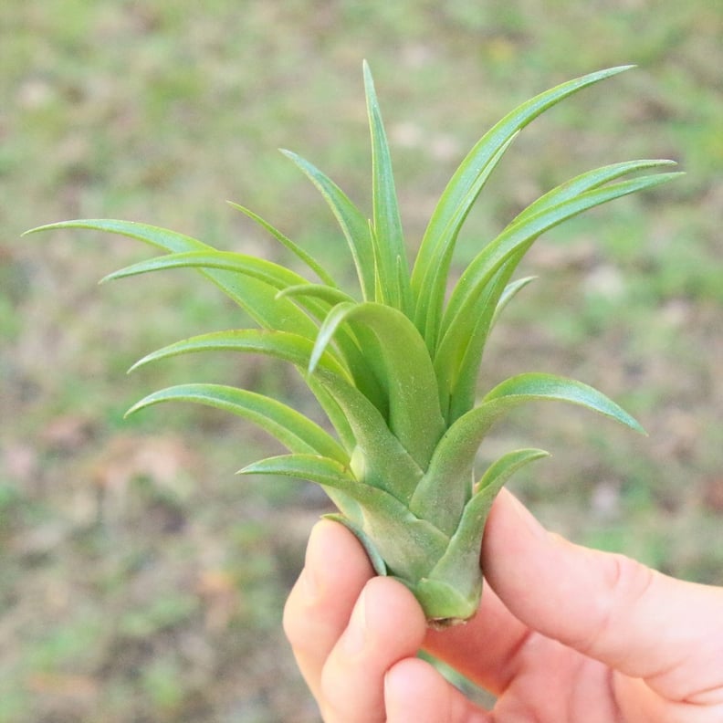 Abdita Brachycaulos Air Plant