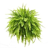 Boston Fern in Hanging Basket ($25)