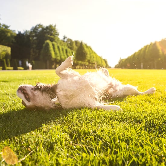 Why Does My Dog Lay in the Sun?