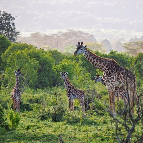 Photo of Wildlife in Tanzania