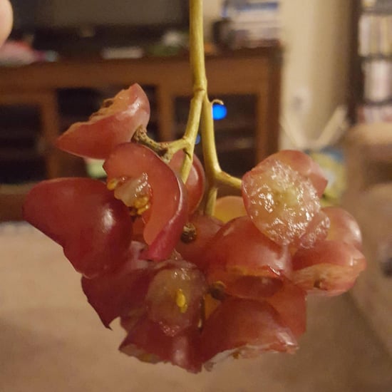 Photo of Girl's Half-Eaten Grapes