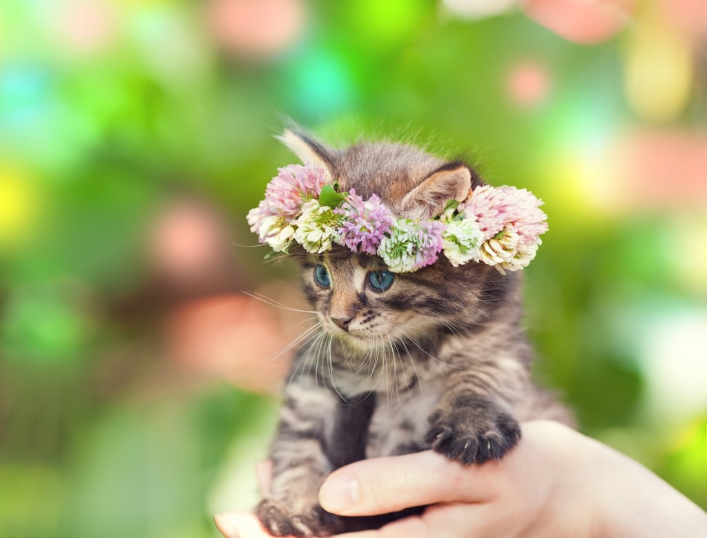 Bonus Flower Crowns