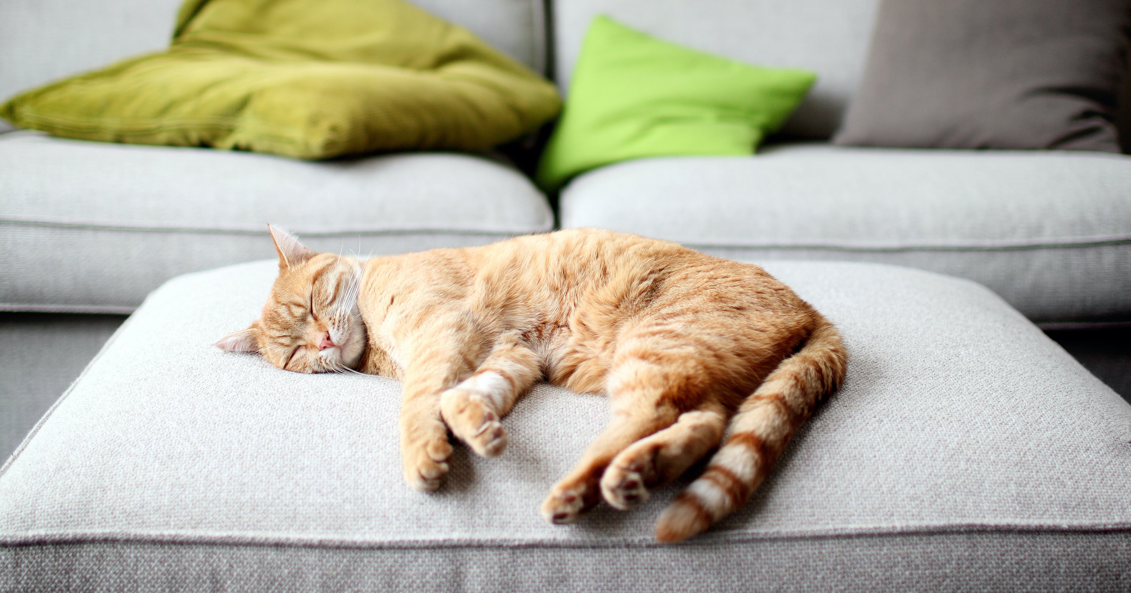Why Does My Cat Twitch in Its Sleep? POPSUGAR Pets