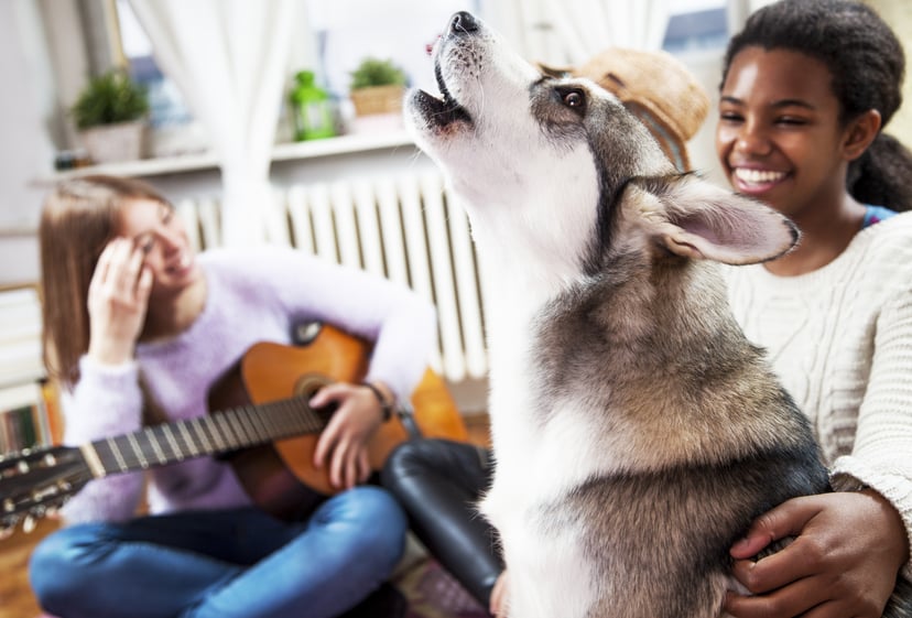 Multi ethnic young girls playing with Siberian Husky, at living room