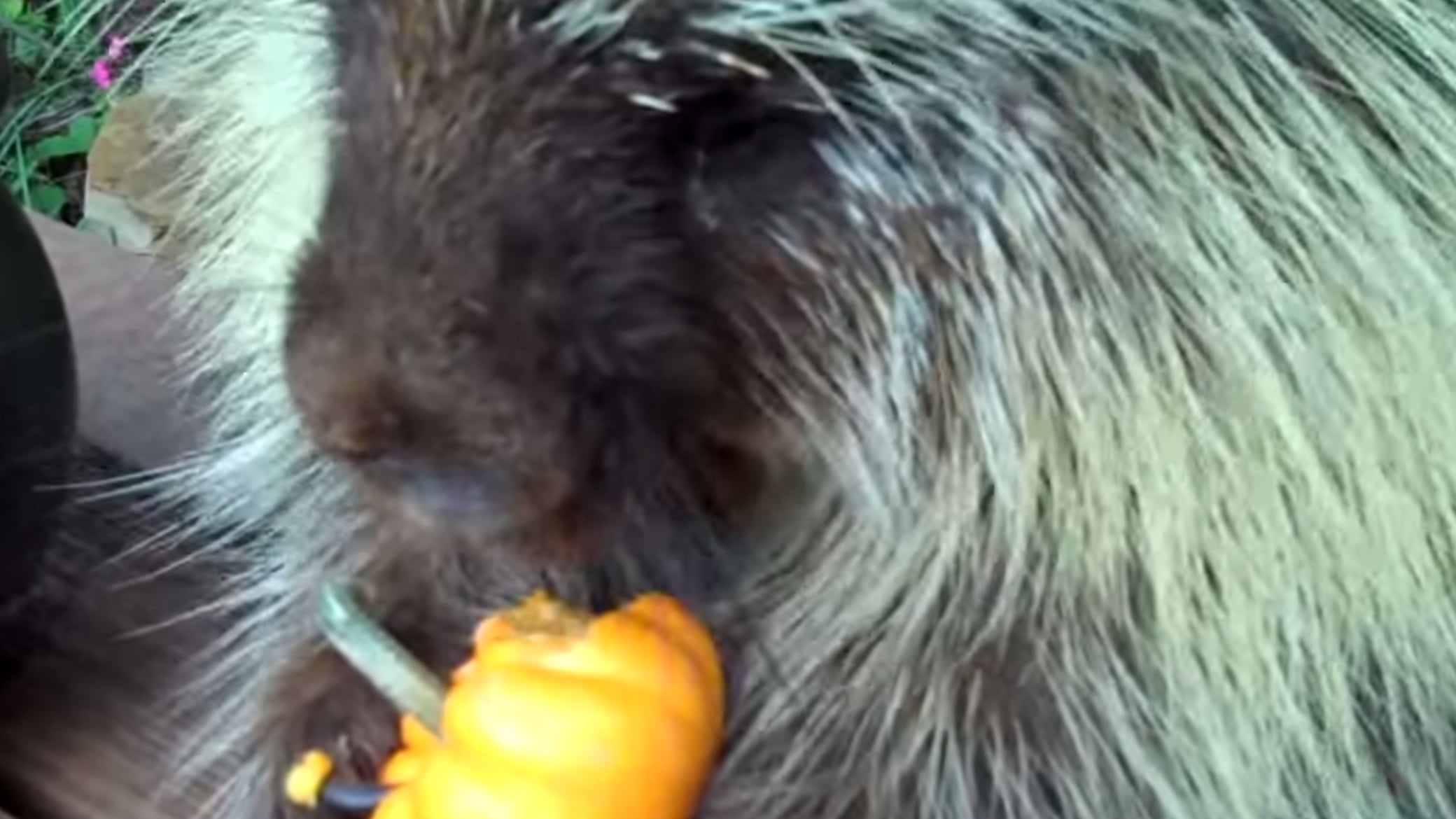 Youtube porcupine shop eating pumpkin