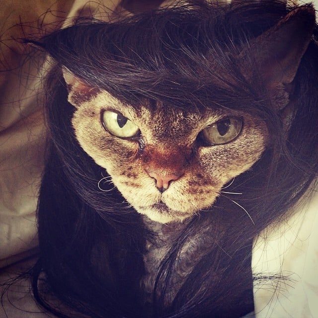 Cats Wearing Wigs POPSUGAR Pets