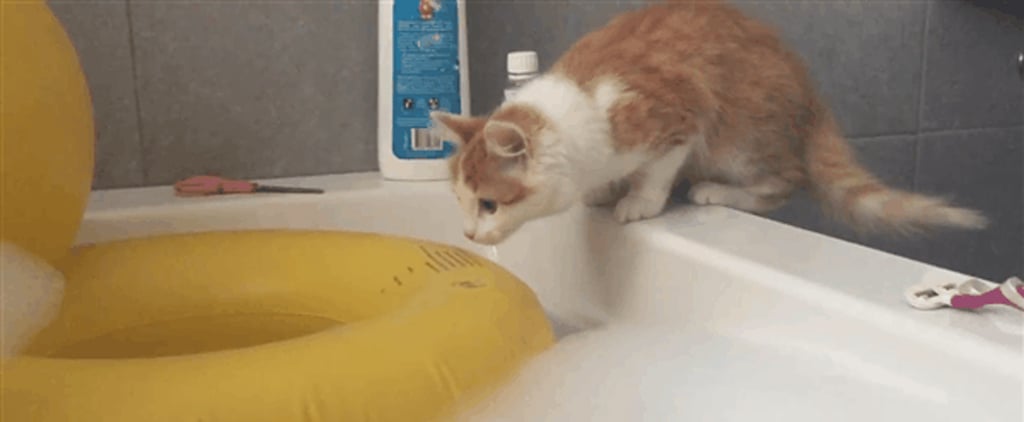 Silly Cat GIFs