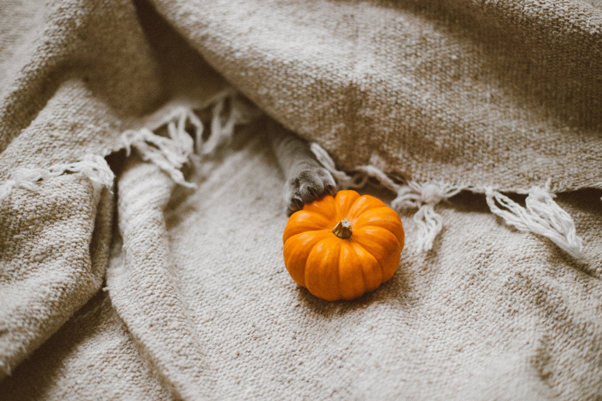 Decorate Mini Pumpkins 50 Fun Things To Do This Fall That Cost