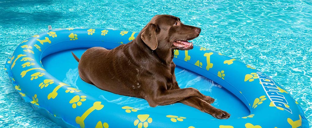 Best Summer Dog Products