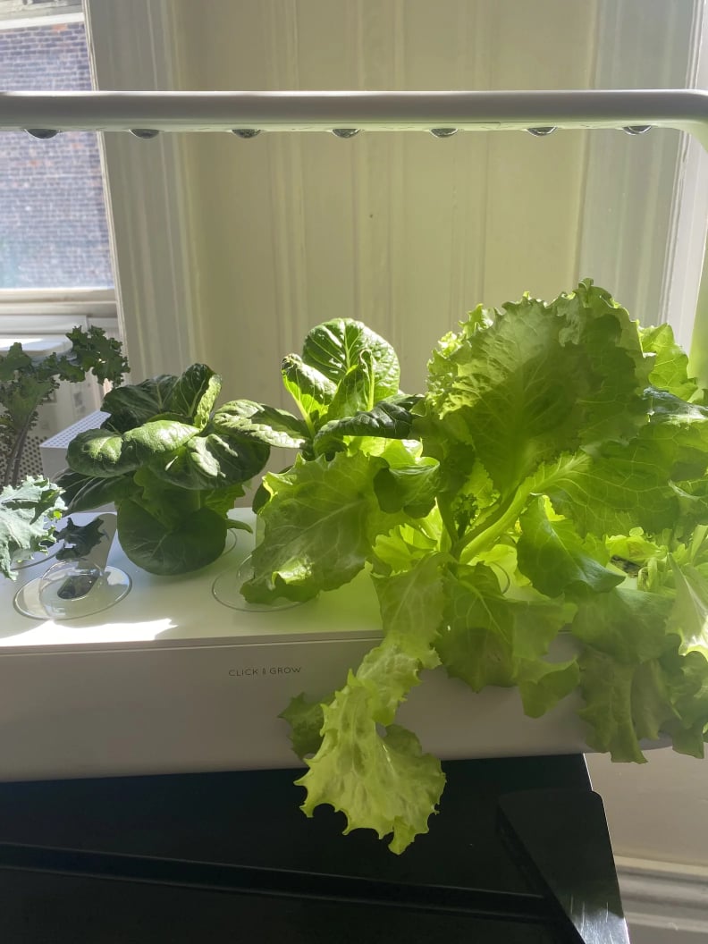 An Indoor Herb Garden