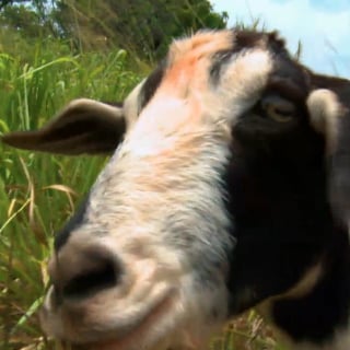 Nat Geo WILD Aloha Vet