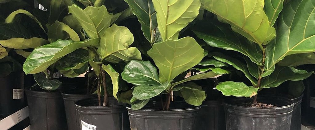 Costco Has Fiddle-Leaf Fig Plants For Just $15
