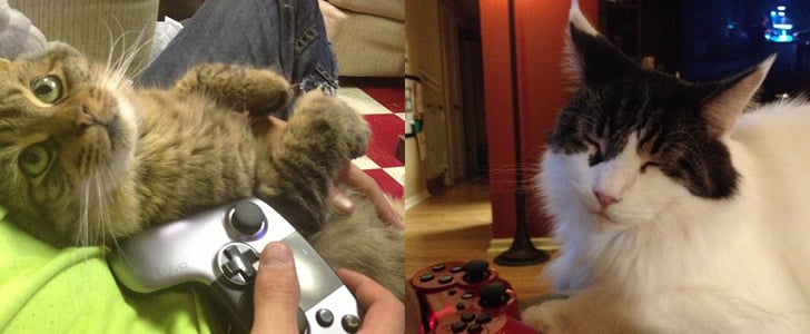 Cats Playing Video Games