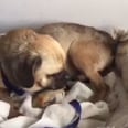 You Will Love This Rescue Dog's Reaction to His Very First Bed