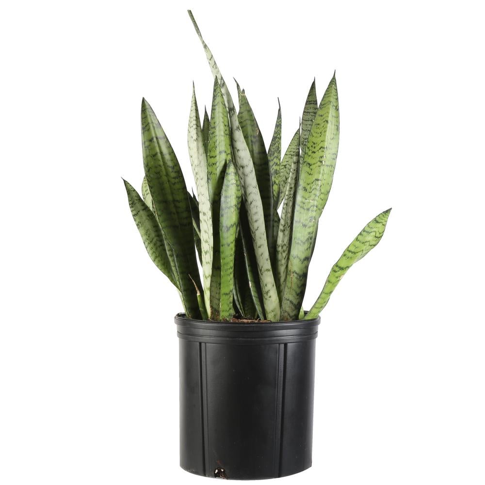 sansevieria