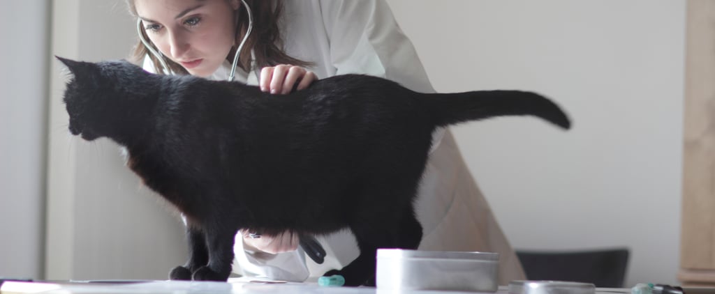 How to Tell If Your Cat Has Coronavirus