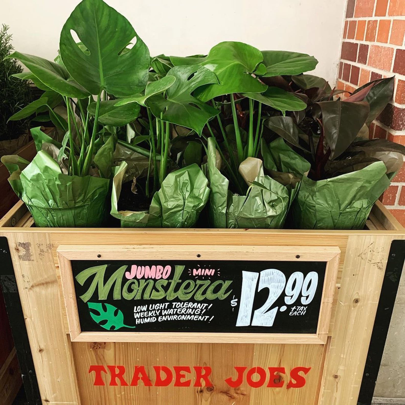 Trader Joe's Plants That Are Affordable and on Trend POPSUGAR Home