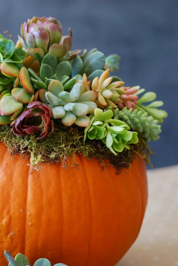 Pumpkin Succulent Centerpiece