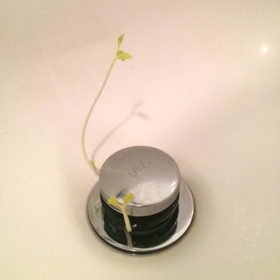 Lush Massage Bar Sprouts Plants