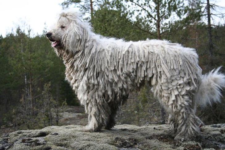 komondor dog breeds that don't shed popsugar pets photo 5