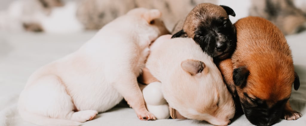 Should I Adopt Dog Siblings?