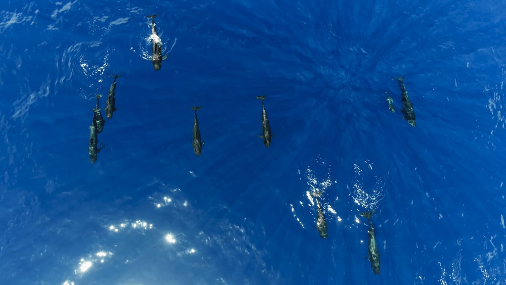 Short-finned pilot whales traveling as a pod in the Atlantic Ocean.