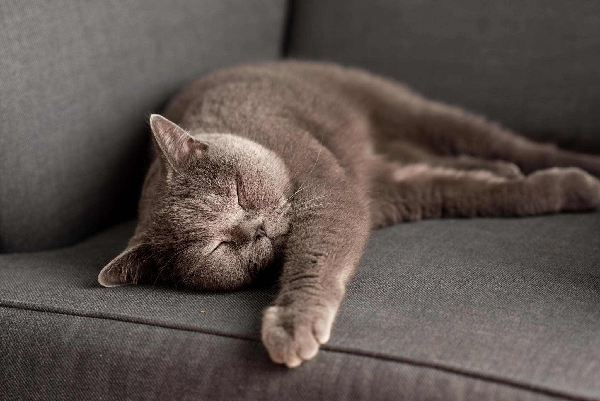 British Shorthair cat lying on the grey chair. Copy-space