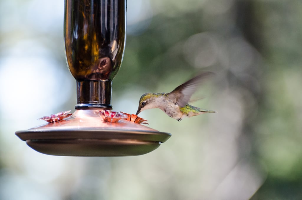 Install a Feeder