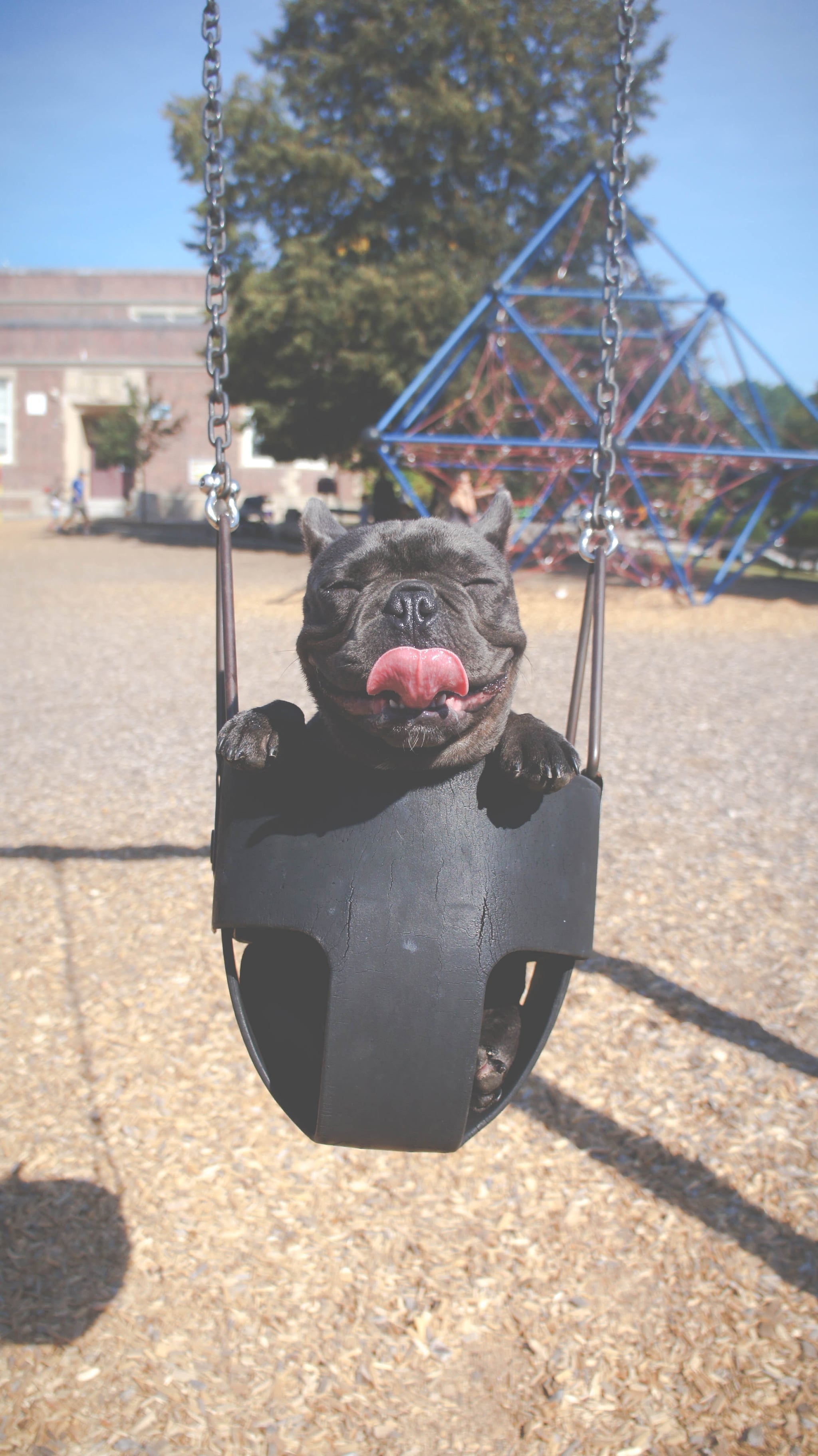 Why Do Dogs Like High Pitched Voice
