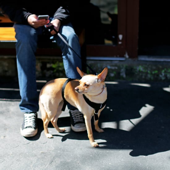 Bucket List For Dog Owners