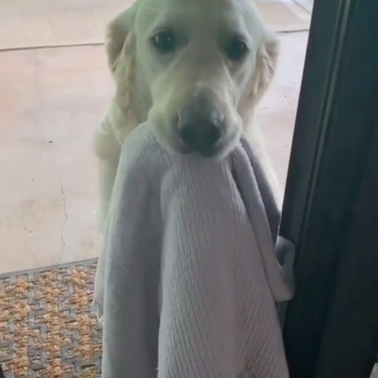 Video of Golden Retriever Carrying Towel to Dry Paws