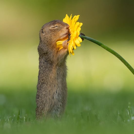 Photos of Squirrel Smelling Flowers From Dick van Duijn