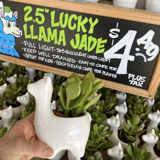 Trader Joe's Lucky Llama Jade Plant
