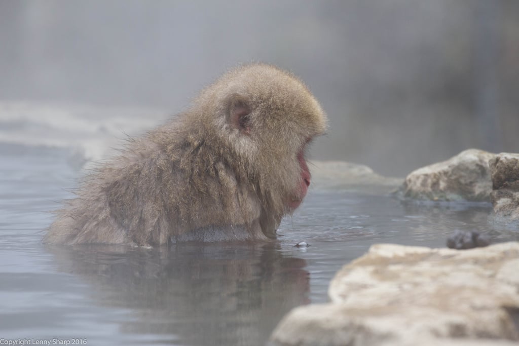 Snow Monkey Hot Springs in Yamanouchi, Japan