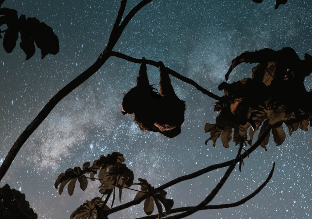 This sloth, who is too sleepy to appreciate the night sky.