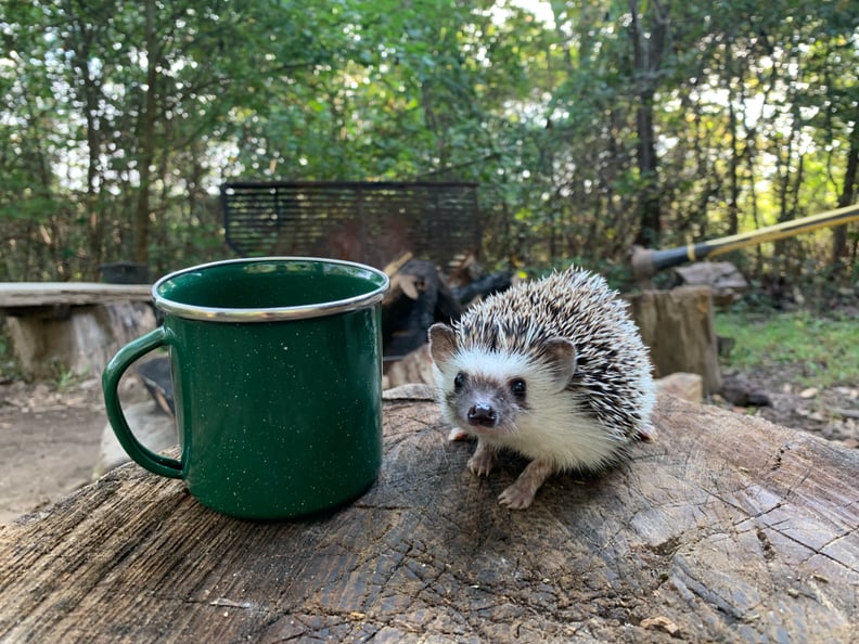 Hedgehogs Have Some, Well, Peculiar Habits