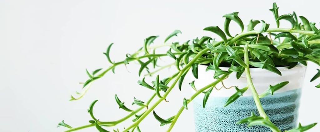 The Leaves on This Succulent Plant Look Exactly Like Tiny Swimming Dolphins — See For Yourself!