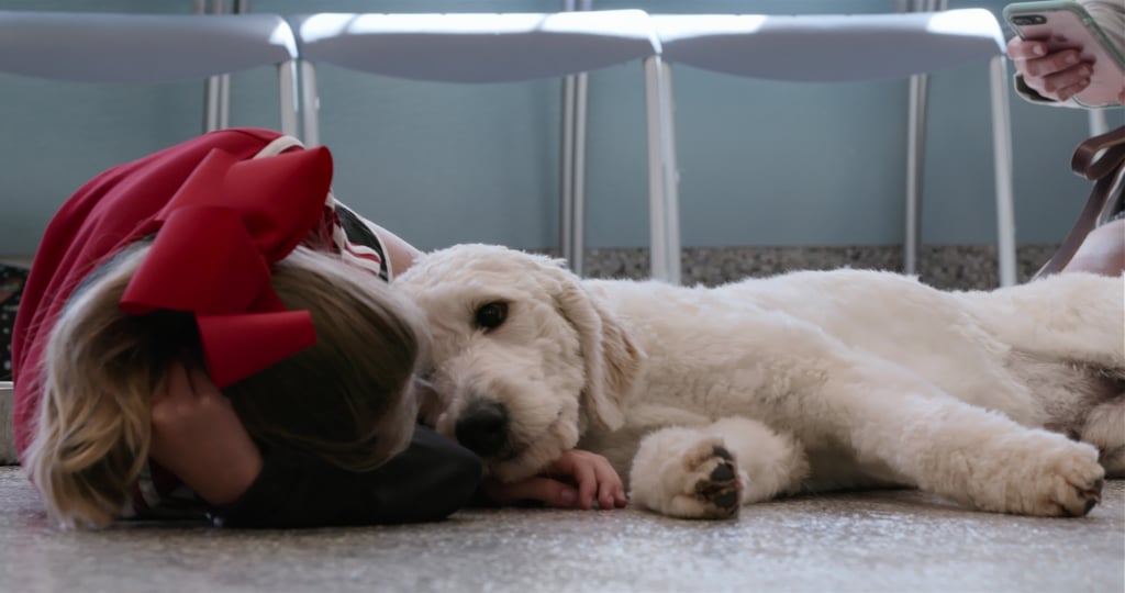 Is Dogs Canceled or Renewed?