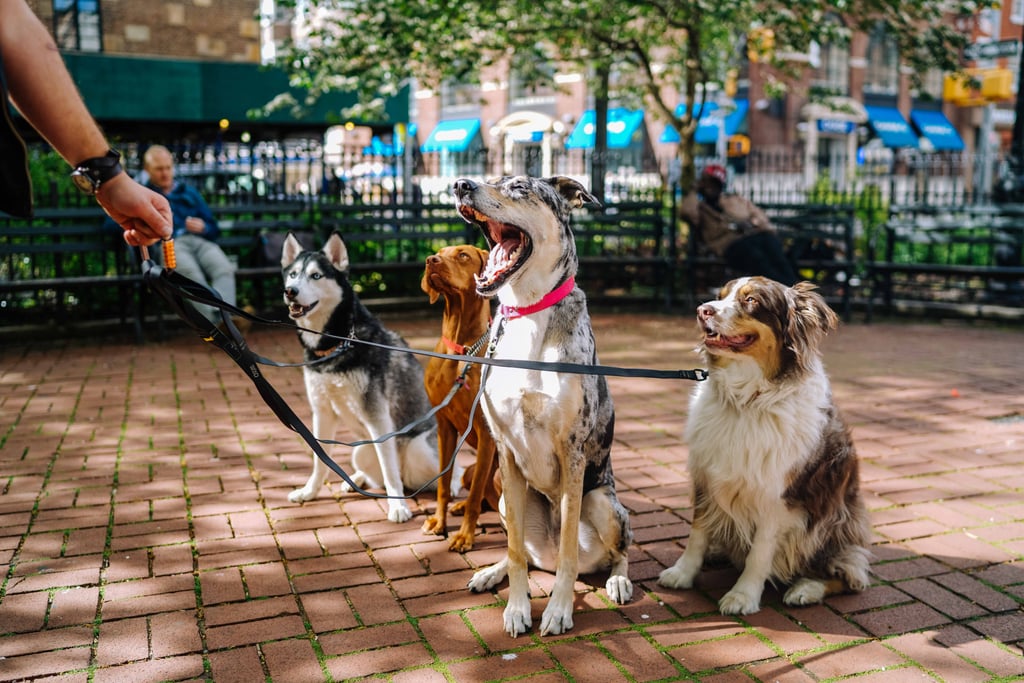 Offer to pet-sit for your friend for free.