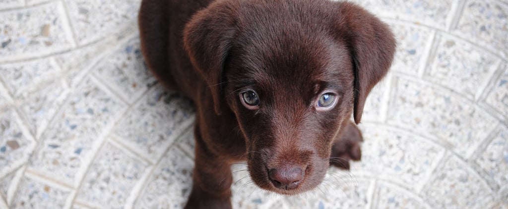 Best Male Dog Names 2019