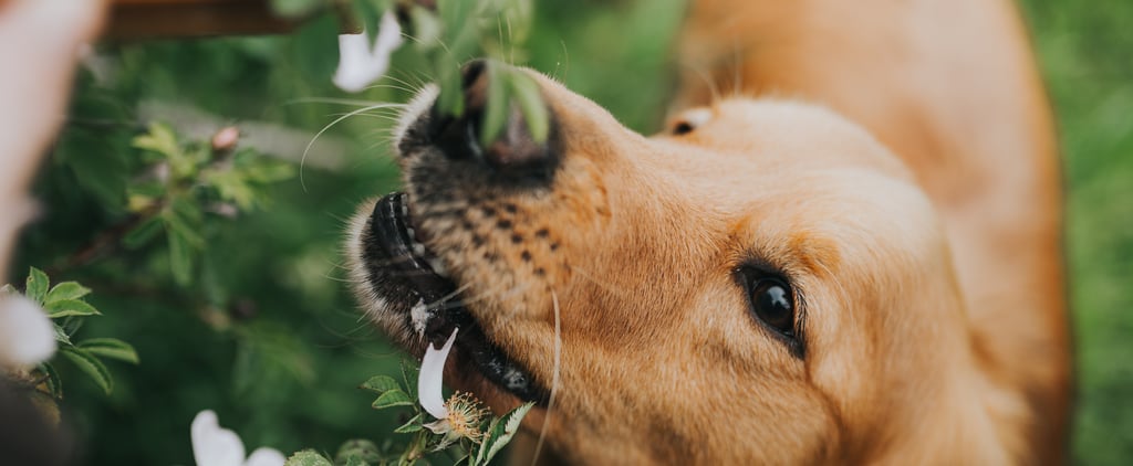 What Happens When a Dog Eats a Bumblebee?