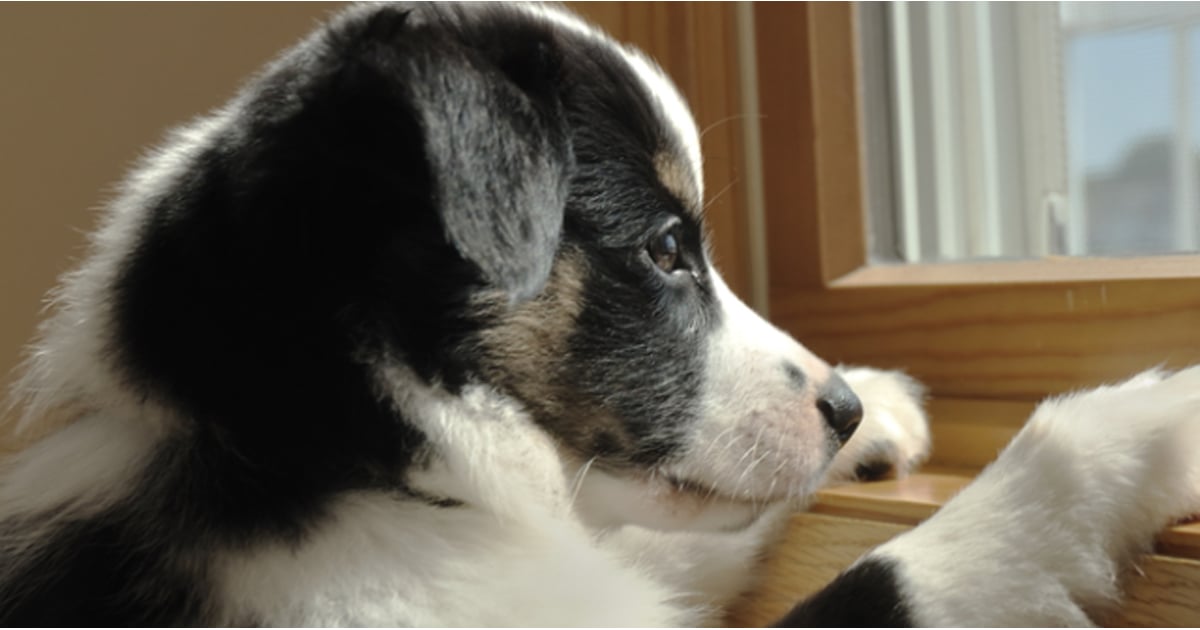 Dog Crying When Owner Leaves Video POPSUGAR Tech