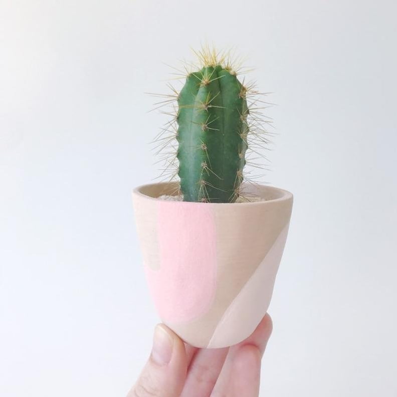 Azulito Cactus and Handmade Ceramic Planter