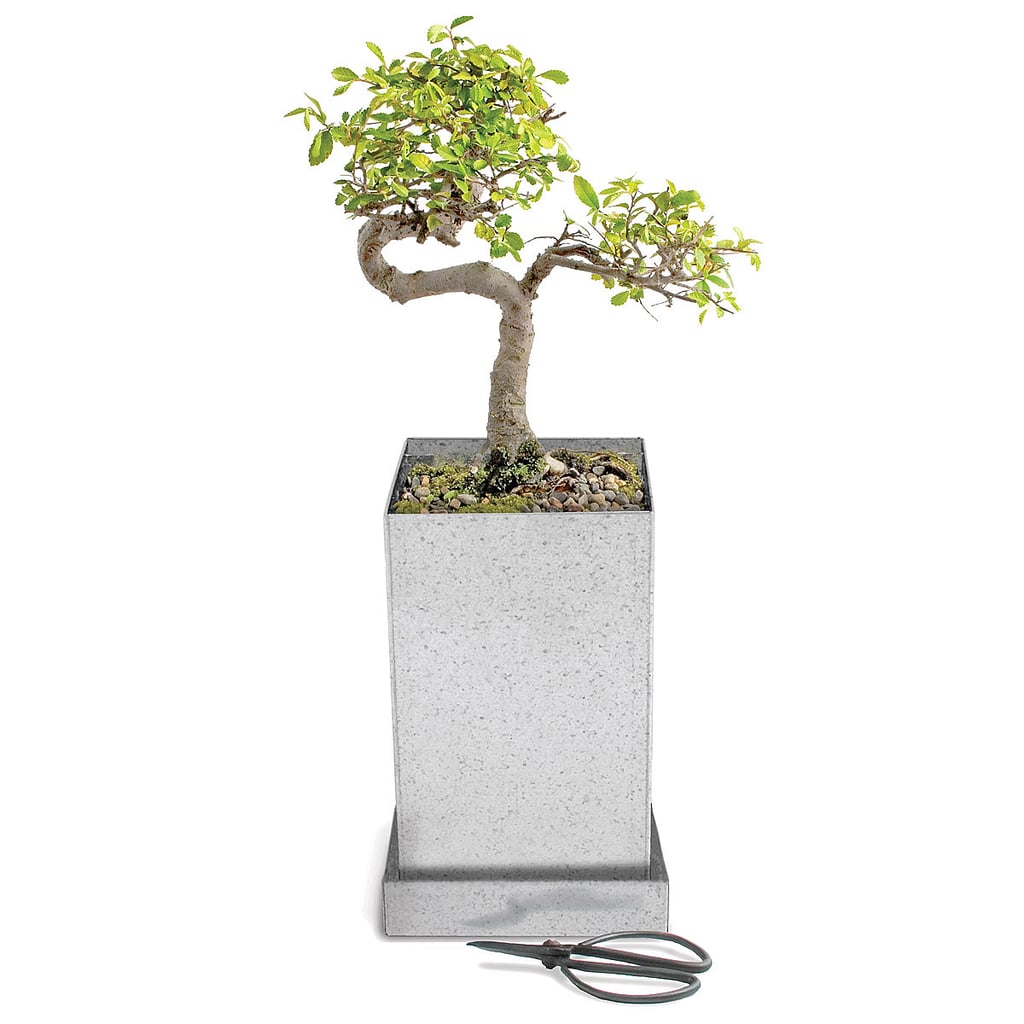 Bonsai Tree